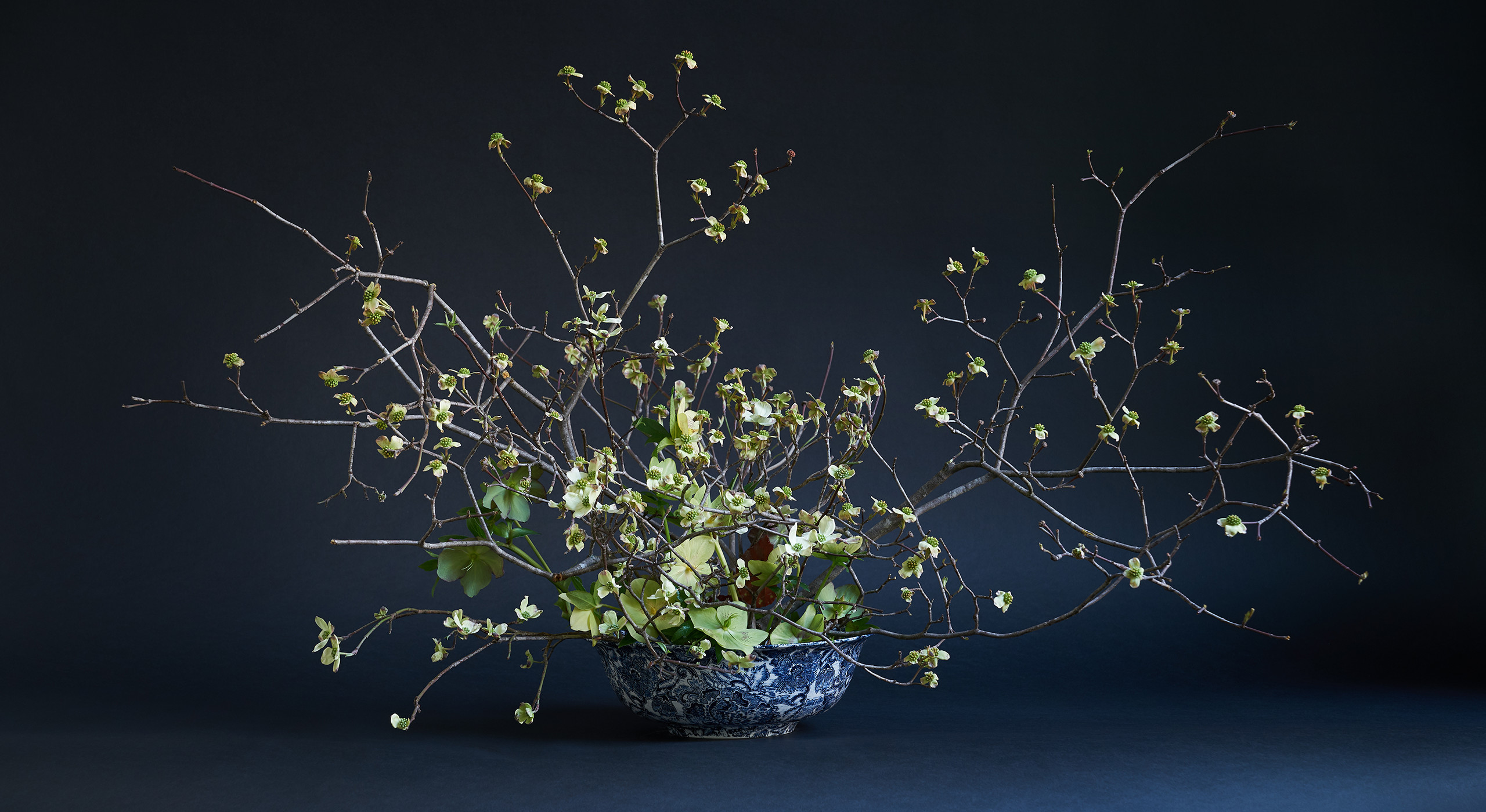 “I love to work with branches, and flowering dogwood is one of the most evocative because of their form and the contortions. In this arrangement, they are stuck into a kenzan flower frog, which is a Japanese technique that allows for a lot of air in an arrangement. It can be easily affixed to the bowl with flower gunk—a commercially available adhesive that won’t get dislodged when you add water. The goal is to expose the beautiful inside of the bowl and create the feeling as if you’re almost diving in. I added Lenten rose, which is the first flower up through the snow besides the snowdrop. They’re a five-petal flower but have a direct relationship to the dogwood form, and that repetition is what I was after. The only other materials in there are a few begonia leaves. I’ve mostly put them in the back so it rewards somebody who does come up on this from behind.”