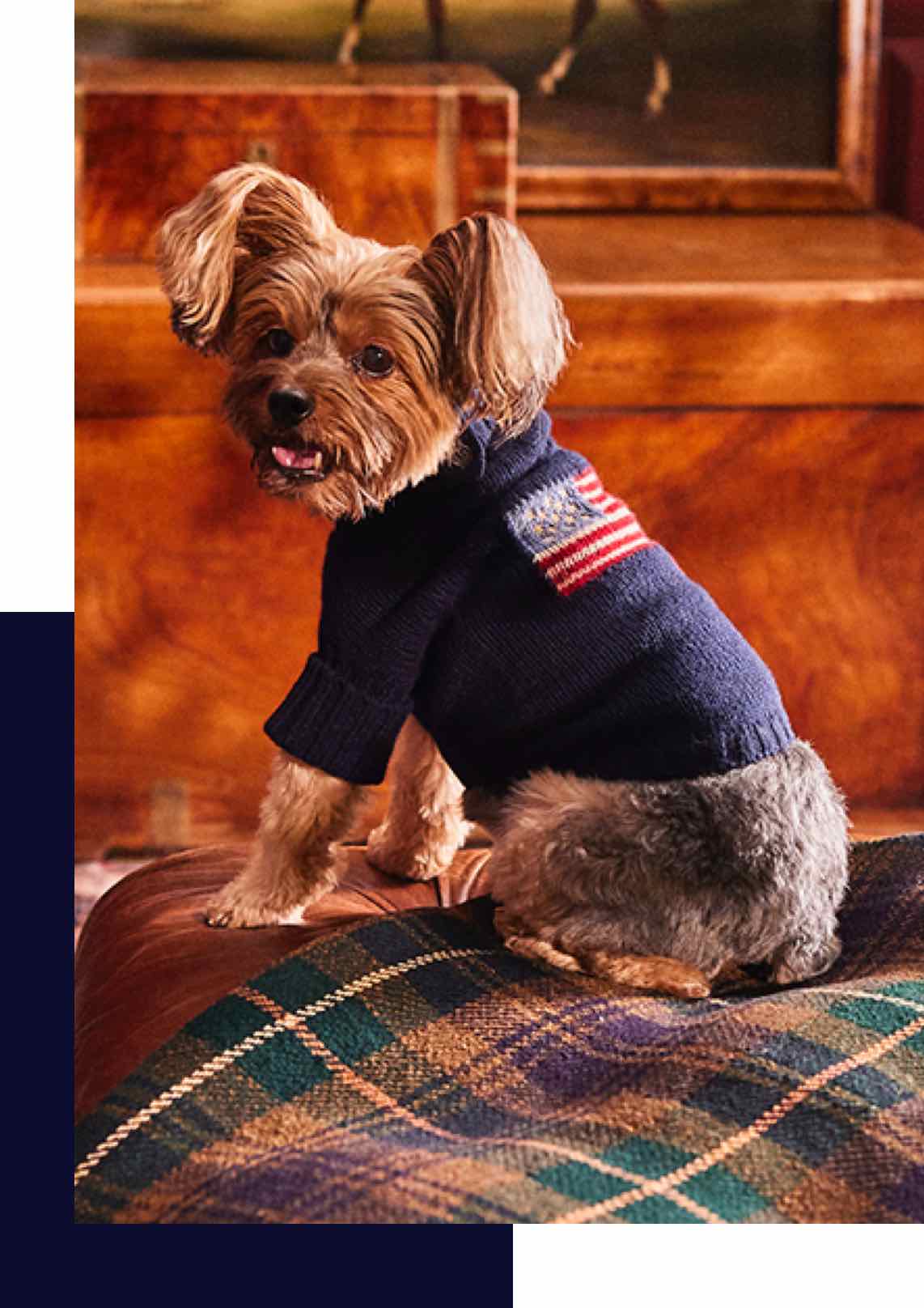 Dog wears blue American flag–themed sweater.