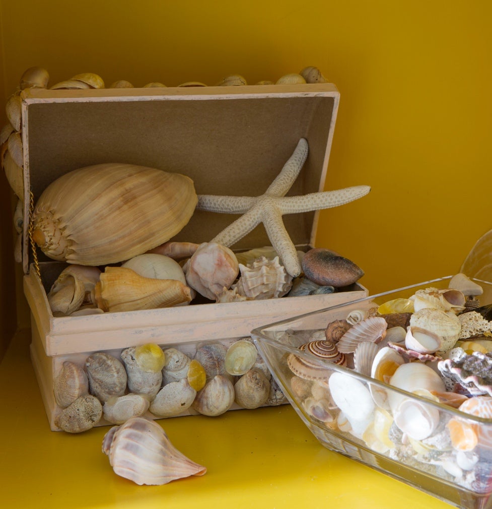 Free souvenirs gathered from walks along the beach