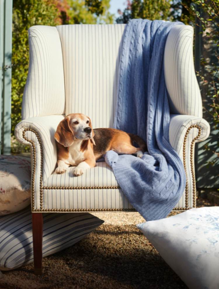 Dog on white upholstered chair with blue blanket.