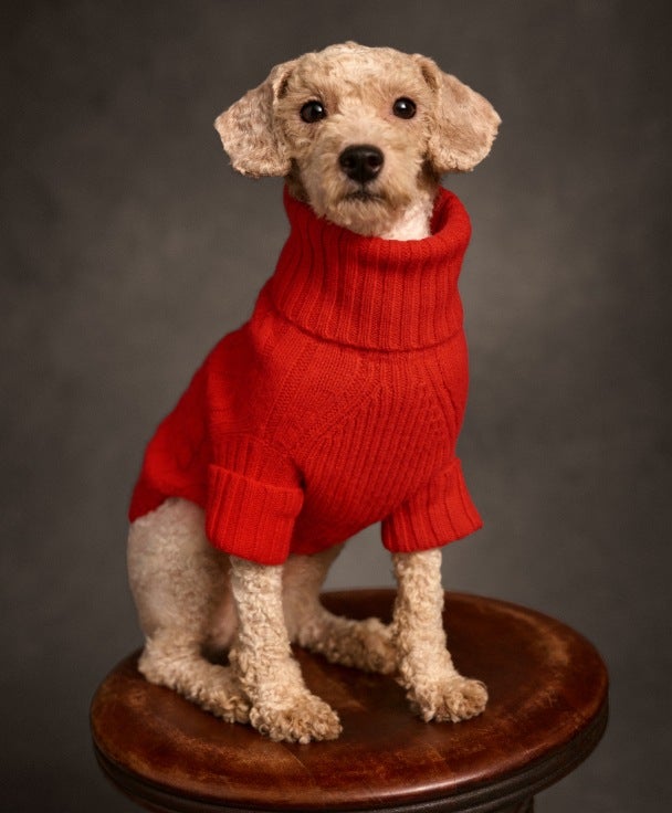 Dog on wood stool wears red sweater.