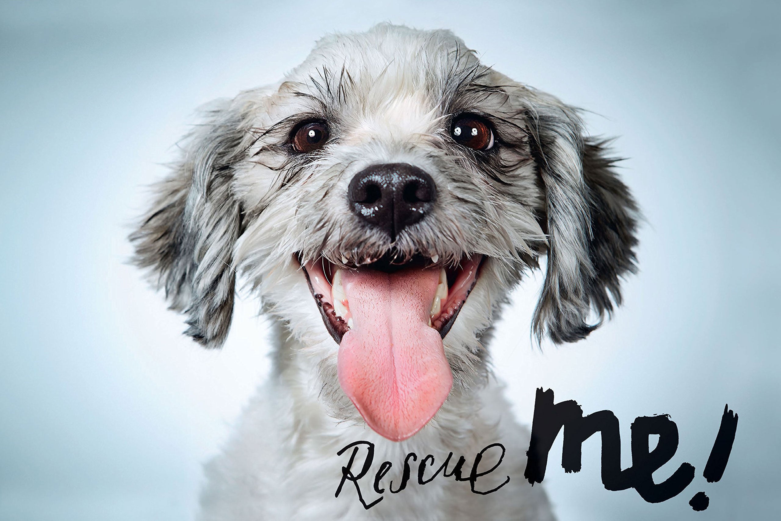 A selection of images from Phibb’s 2016 book, <em>Rescue Me</em>