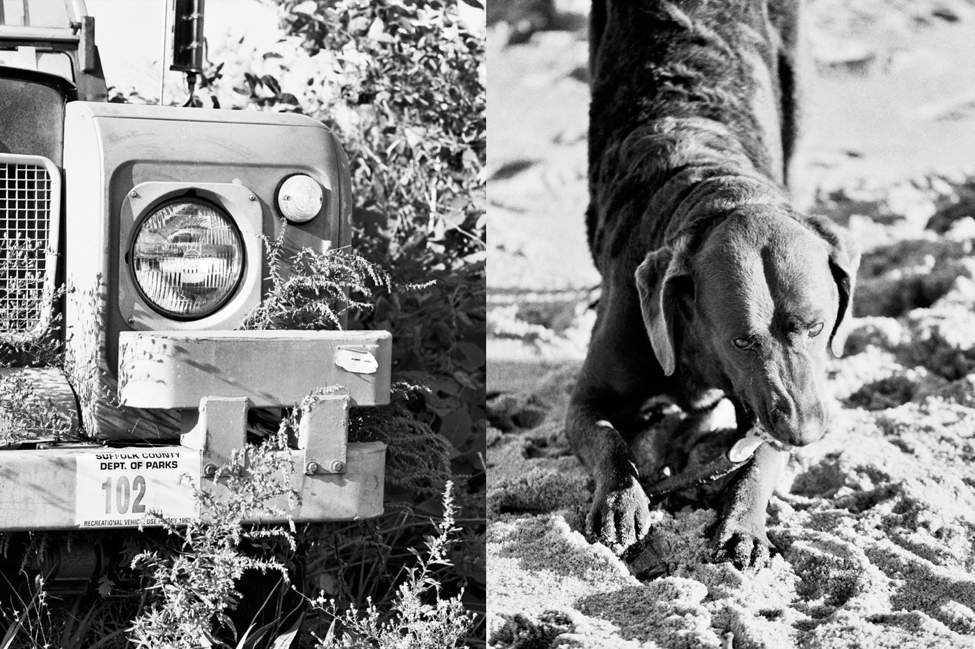 <span>The two fastest things on the beach: an old Defender and a black Lab. </span>