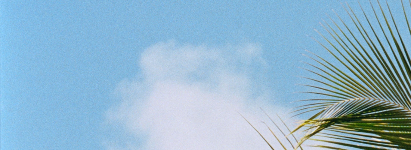 Photograph of palm tree fronds.