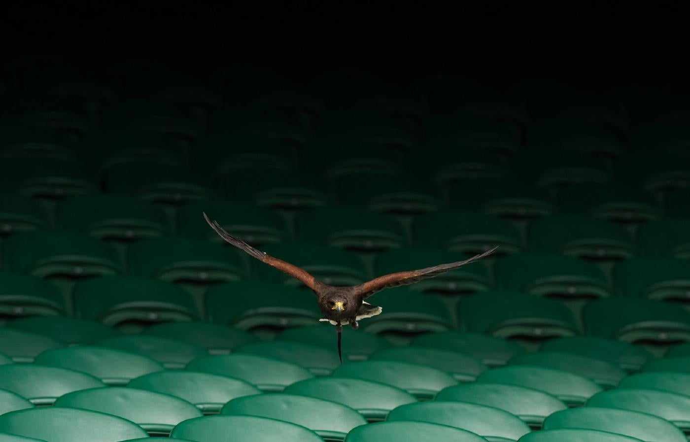 Rufus the pigeon-hunting hawk keeps a keen eye on Centre Court