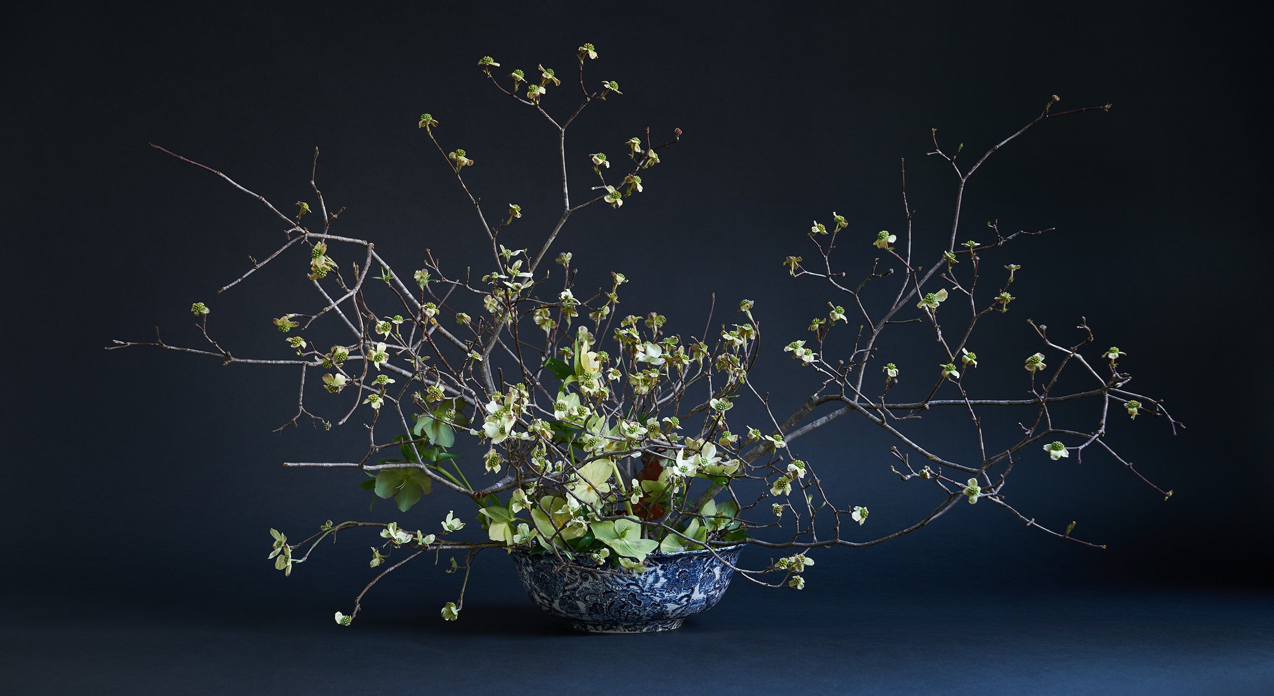 “I love to work with branches, and flowering dogwood is one of the most evocative because of their form and the contortions. In this arrangement, they are stuck into a kenzan flower frog, which is a Japanese technique that allows for a lot of air in an arrangement. It can be easily affixed to the bowl with flower gunk—a commercially available adhesive that won’t get dislodged when you add water. The goal is to expose the beautiful inside of the bowl and create the feeling as if you’re almost diving in. I added Lenten rose, which is the first flower up through the snow besides the snowdrop. They’re a five-petal flower but have a direct relationship to the dogwood form, and that repetition is what I was after. The only other materials in there are a few begonia leaves. I’ve mostly put them in the back so it rewards somebody who does come up on this from behind.”
