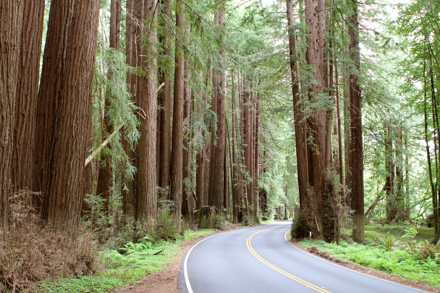 Highway 128 stretches for 67 gorgeous, winding miles between the 101 and the coast
