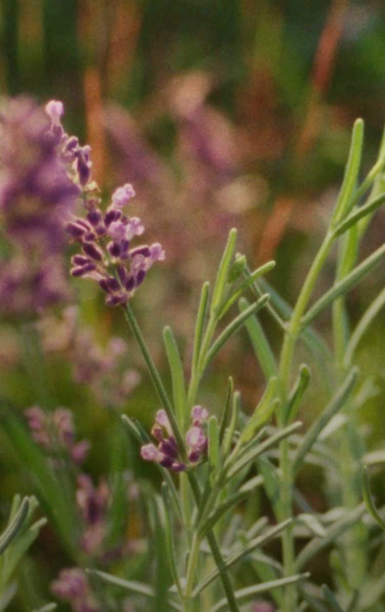 ca 56658